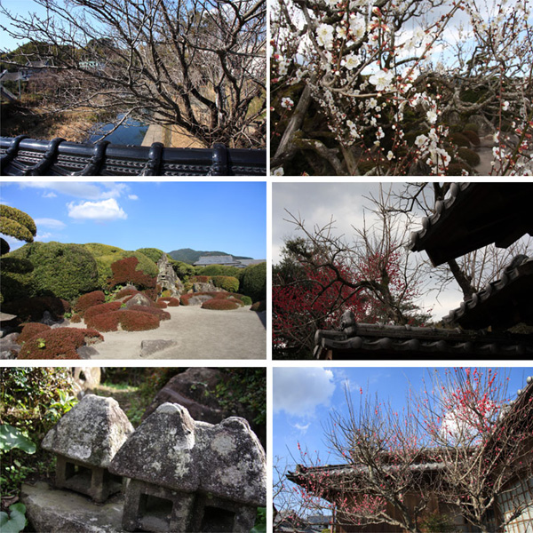 知覧武家屋敷の桜