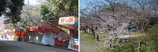 西公園の桜