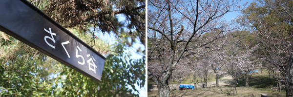 西公園の桜
