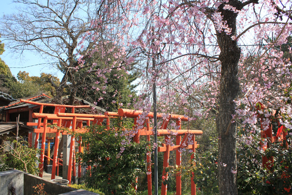 西公園の桜