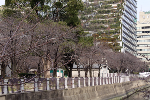 天神中央公園の桜