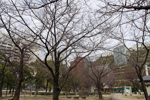 天神中央公園の桜