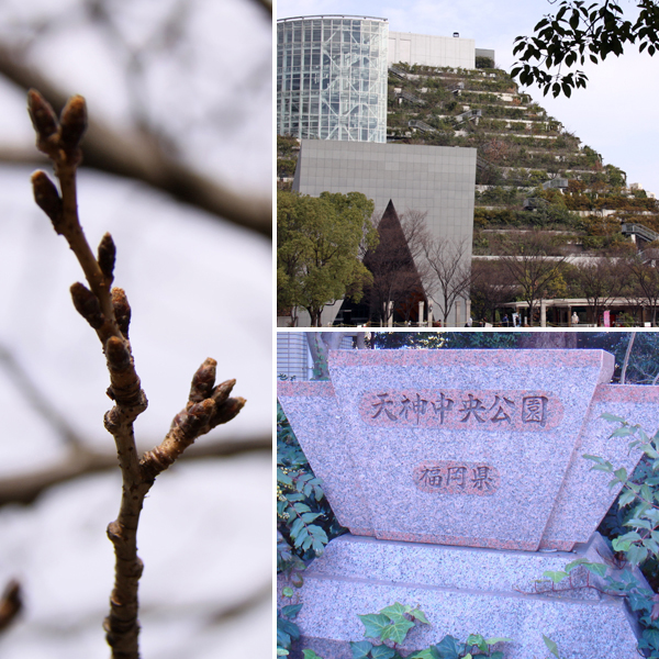 天神中央公園の桜