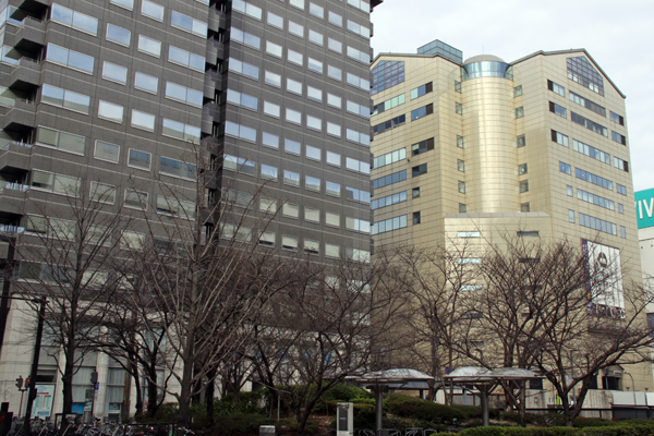 福岡市役所西側広場の一角にある桜