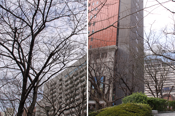 隠れた桜の名所