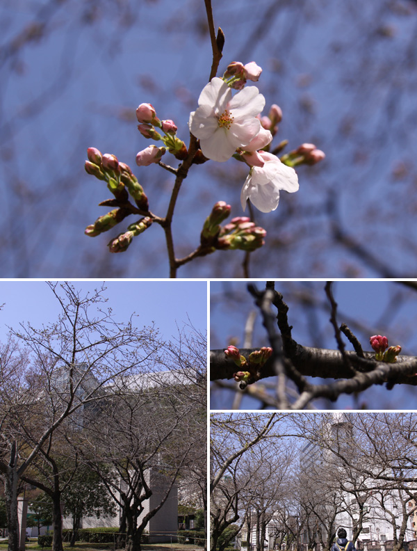 天神中央公園のソメイヨシノ