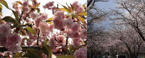 知覧平和記念公園の桜