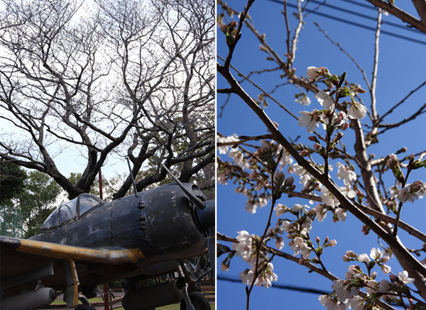 知覧平和記念公園の桜