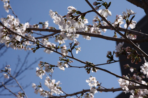 知覧平和記念公園の桜