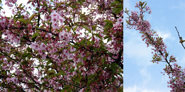 知覧平和記念公園の桜