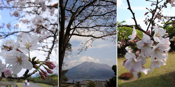 仙巌園の桜