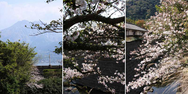 仙巌園の桜