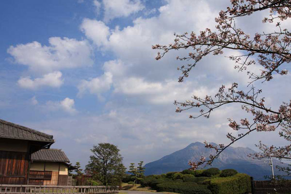 仙巌園の桜