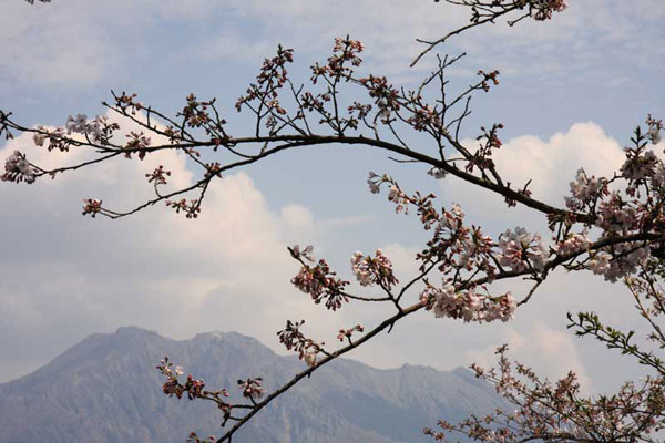 仙巌園の桜