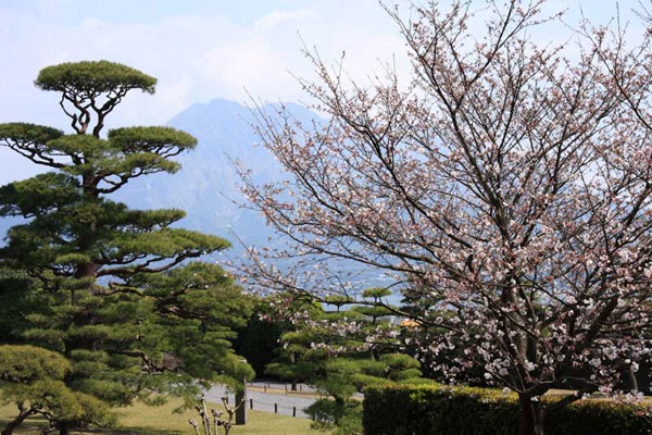 仙巌園の桜