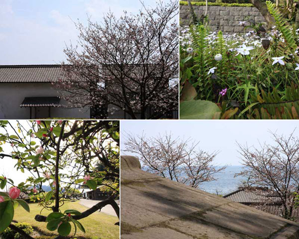 仙巌園の桜