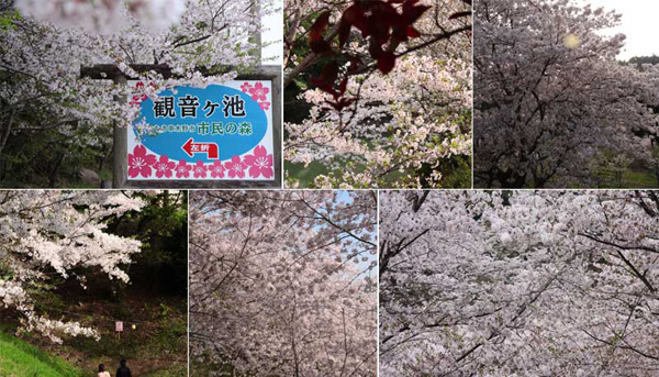 観音ヶ池市民の森の桜