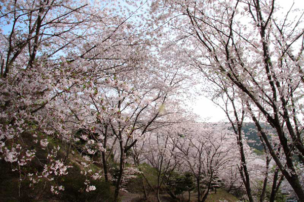 観音ヶ池市民の森の桜