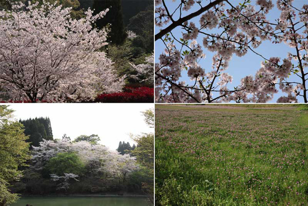 観音ヶ池市民の森の桜