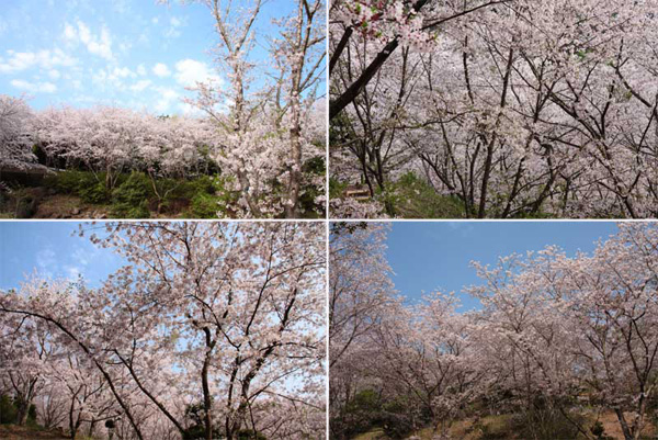 観音ヶ池市民の森の桜
