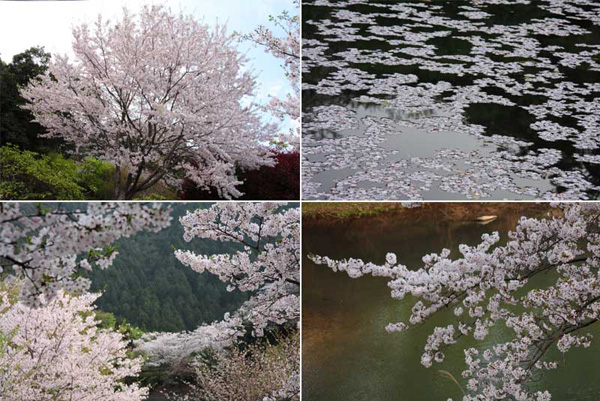 観音ヶ池市民の森の桜