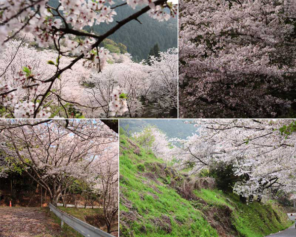 観音ヶ池市民の森の桜