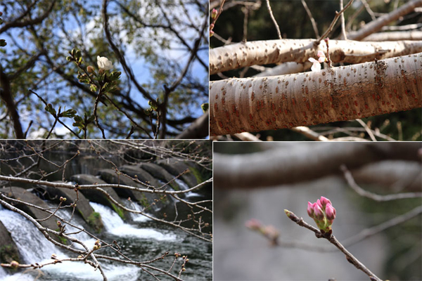 清水岩屋公園（キヨミズイワヤコウエン）の桜