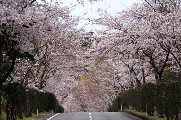 清水岩屋公園（キヨミズイワヤコウエン）