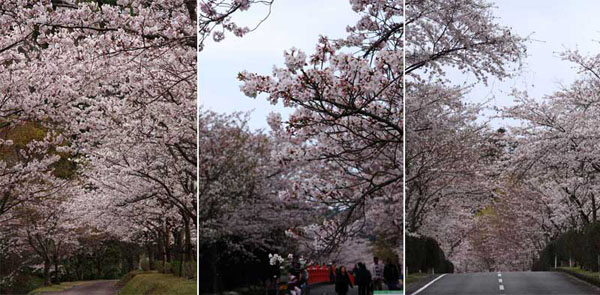 清水岩屋公園（キヨミズイワヤコウエン）