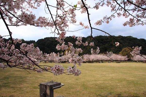 清水岩屋公園（キヨミズイワヤコウエン）