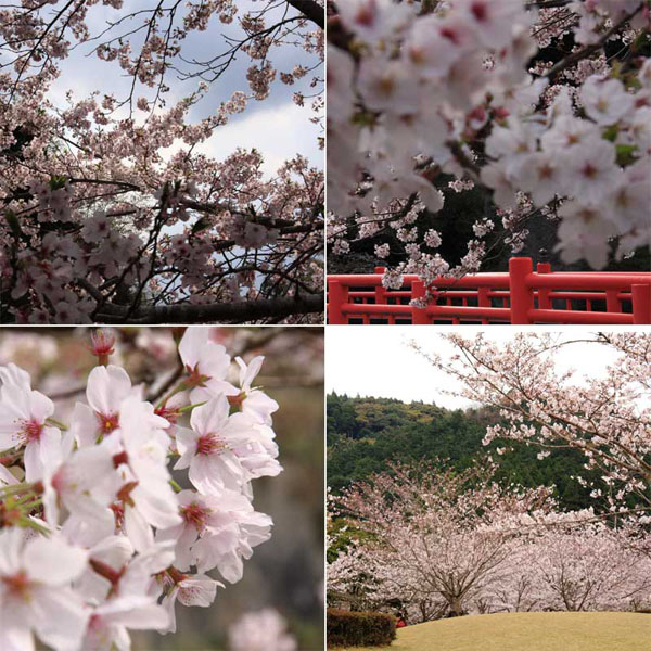 清水岩屋公園（キヨミズイワヤコウエン）