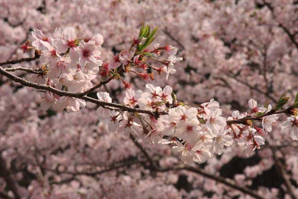 清水岩屋公園（キヨミズイワヤコウエン）