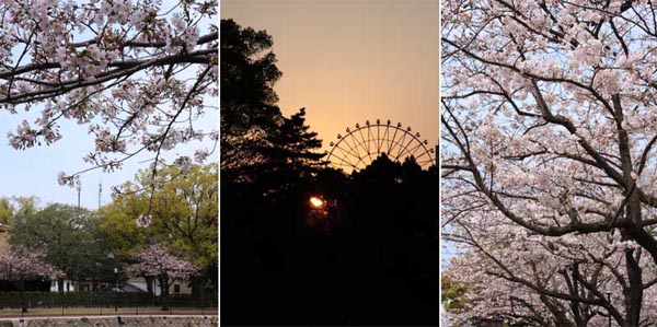 甲突川の桜