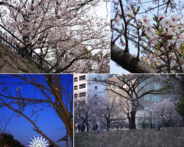甲突川の桜