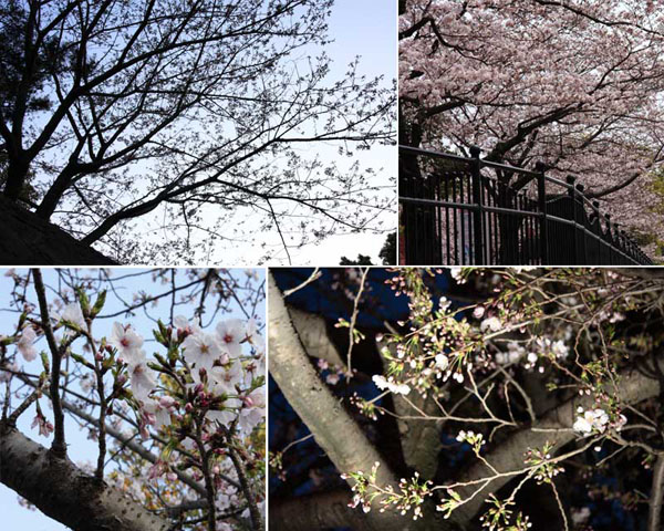 甲突川の桜