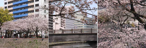 甲突川の桜