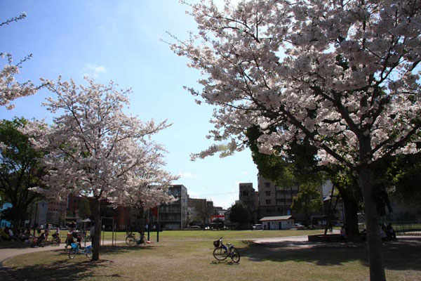 鹿児島共研公園の桜