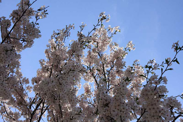 鹿児島共研公園の桜