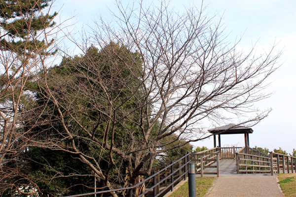 西公園の桜
