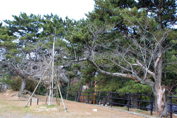 西公園の桜