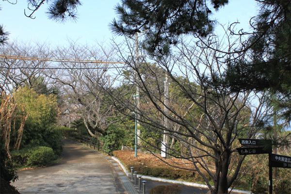 西公園の桜