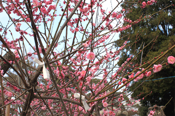 西公園の桜