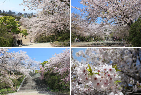 西公園の桜