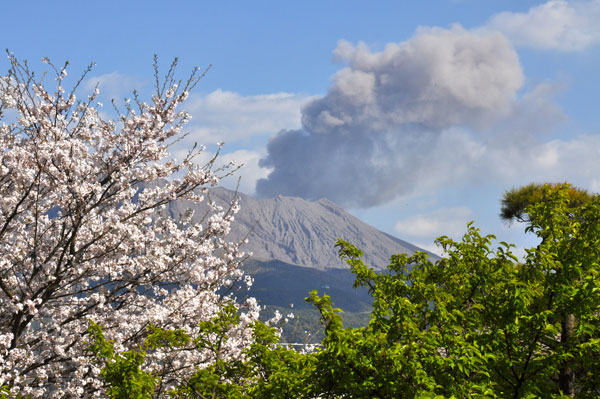 桜島と桜の噴花