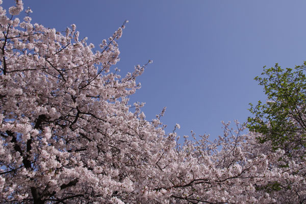 天神中央公園の桜