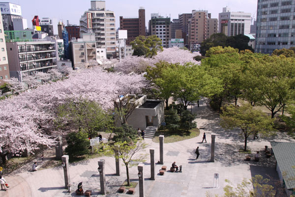 天神中央公園の桜