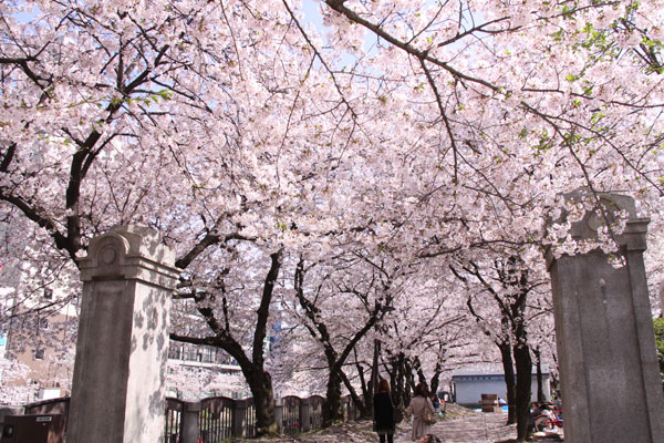 天神中央公園の桜