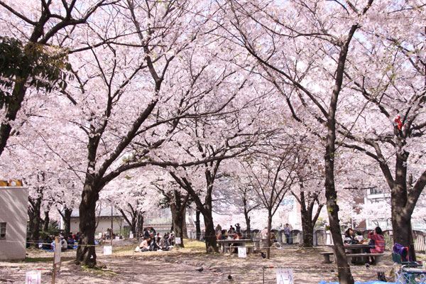 天神中央公園の桜