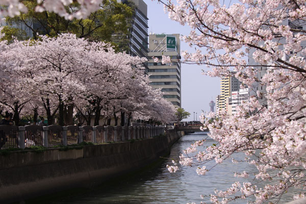 天神中央公園の桜