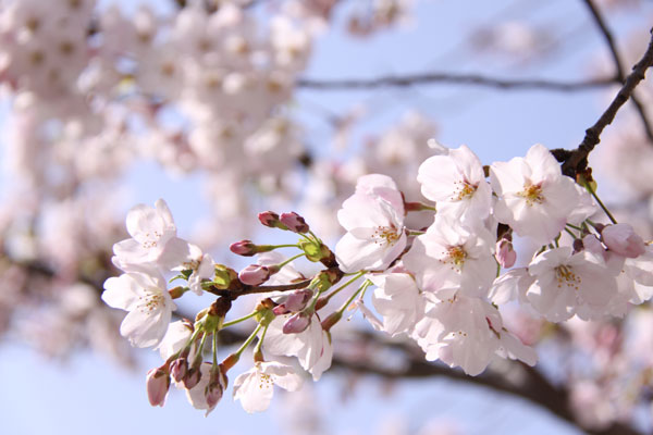 天神中央公園の桜